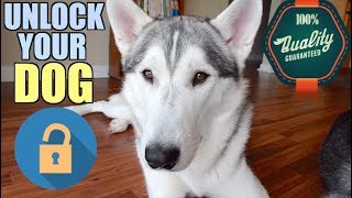 The BEST Life Hacks For Your Husky! (Or Any Dog)