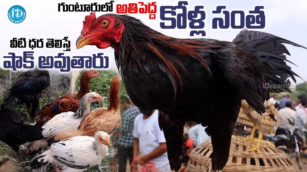 గుంటూరులో అతిపెద్ద కోళ్ల సంత.. | Nallapadu Kolla Santa | Guntur Famous Kolla Santa |@idtalkies360