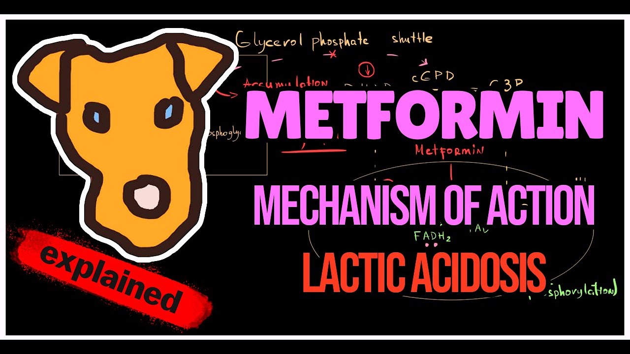 Metformin: Mechanism of action. Pathogenesis of Lactic acidosis.