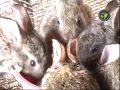 Rabbit Farming (Kannada)
