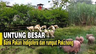 Untung Besar punya Bank pakan Indigofera dan Rumput Pakchong, pakan kambing domba dan sapi