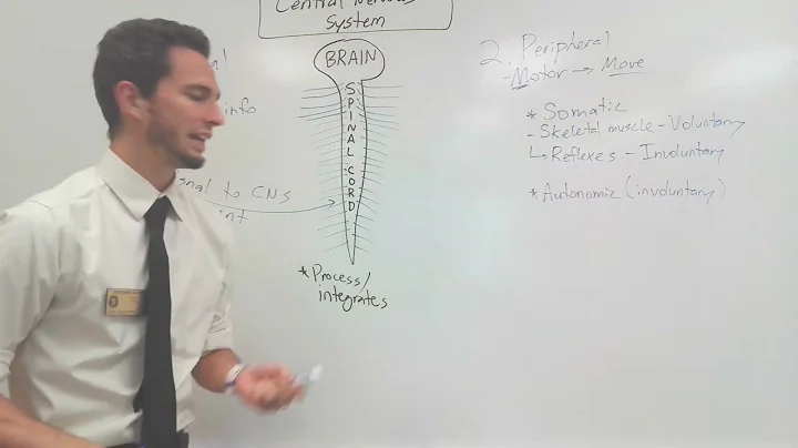 Nervous System Organization - Central Nervous System & Peripheral Nervous System (11.1)