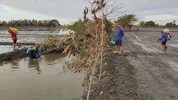 xiệt cá lóc mùa nước giật cá lóc bự thấy mê quá vô mánh cá lóc 