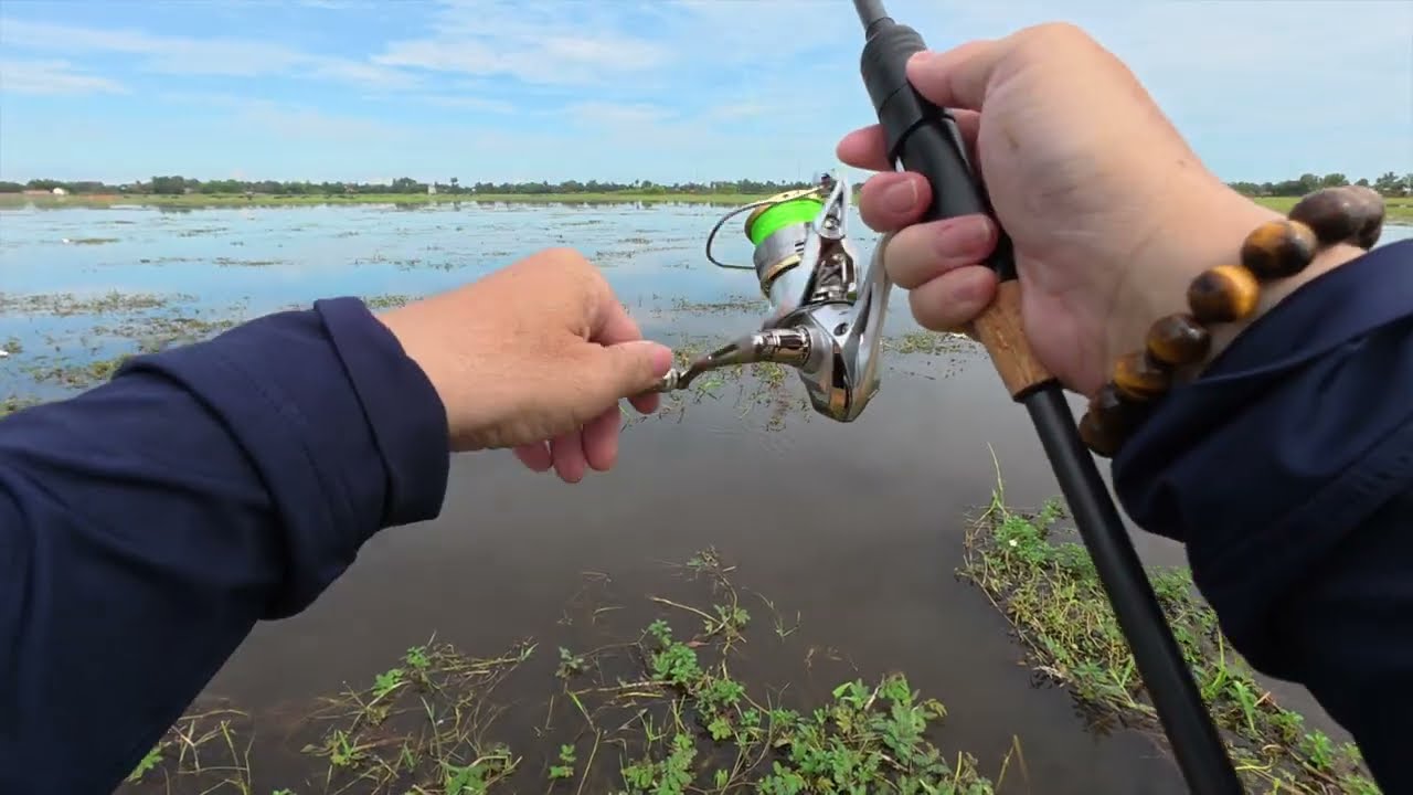 Fishing Striped Snakeheads | Channa striata | October 2025