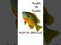 What's the difference between Sunfish and Panfish? #fishing #fish