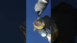 Greatest Day Of My Life Spearfishing (happy ending) screenshot 3