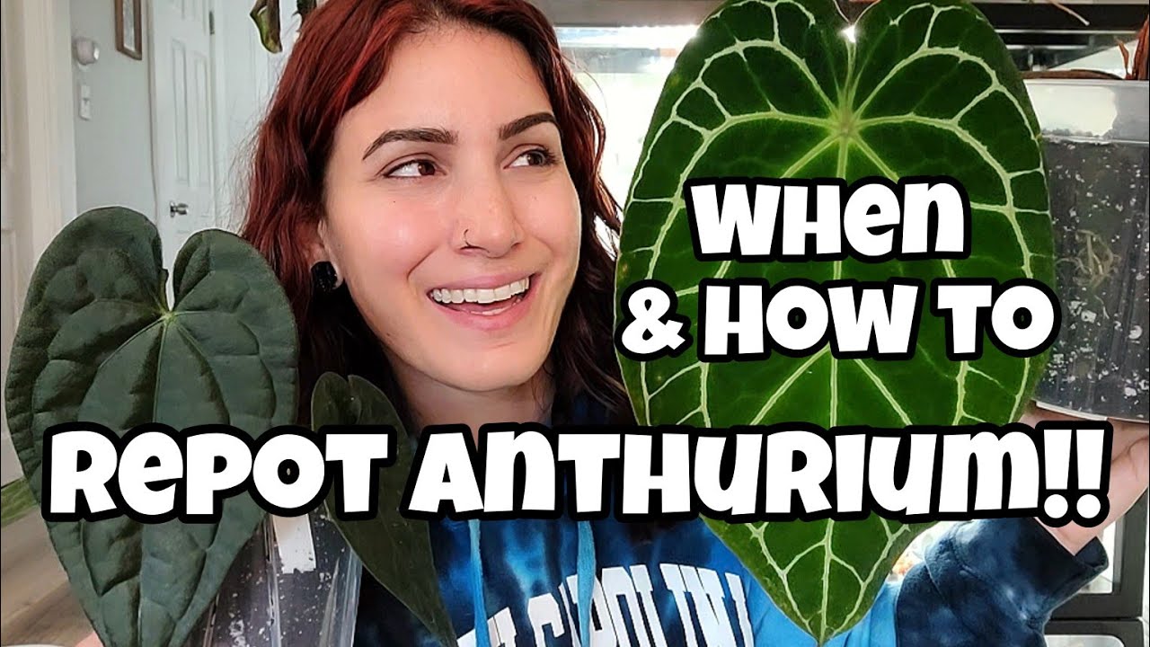 КОГДА И КАК ПЕРЕСАДИТЬ АНТУРИУМ! 🌿 Признаки необходимости пересадки с примерами! 🖤✨️ Пересадите 8...