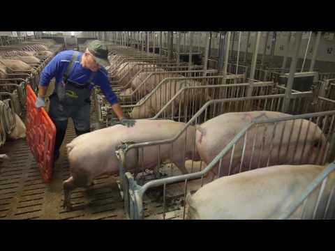 Video: Ako Chovať Hospodárske Zvieratá