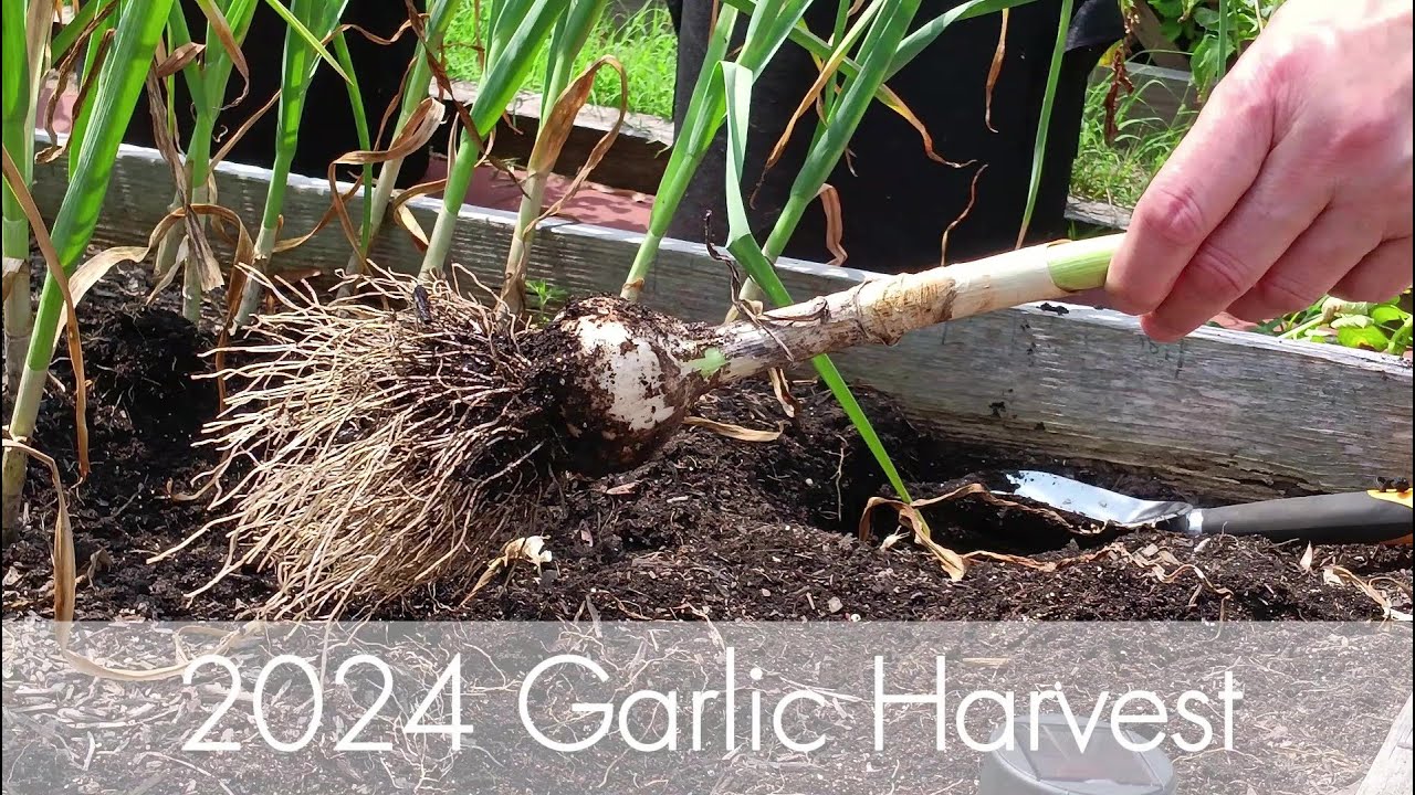 Garlic Harvest 2024 - No-Dig/Mel's Mix Soil