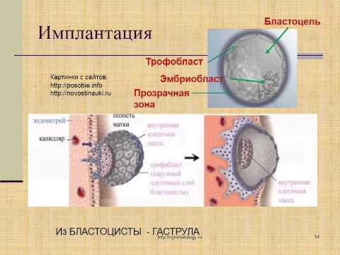 Видео: Разлика между бластоциста и ембрион