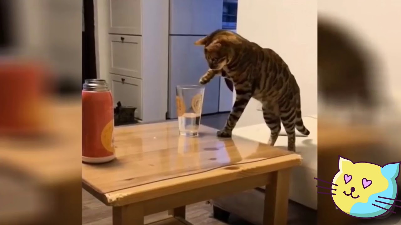 Essayer de ne pas rire!! Chat drolee