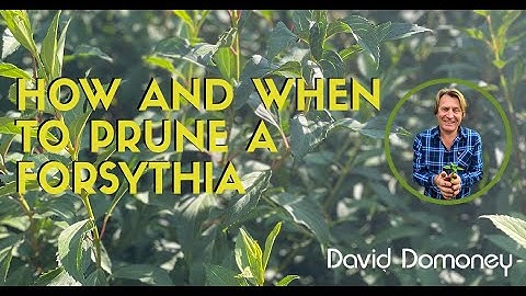 Wanneer en hoe u uw forsythiastruik moet snoeien met David Domoney