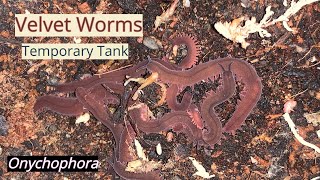 Velvet Worms Pet Onychophora Temporary Tank