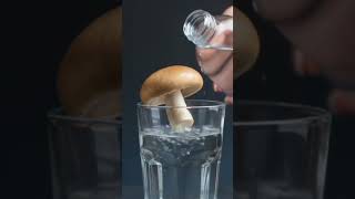 Mushroom Growth Timelapse 🍄 | From Spores to Fruiting Magic