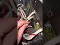 MELTED SERVICE FUSE