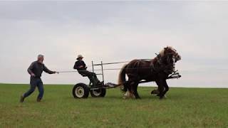 Breaking a horse ( stallion)  to work First day in the lines