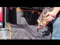 🔥 My dog trying the cargo liner, man she's heavy!