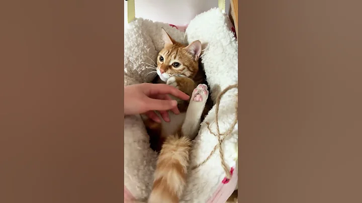 🐱 Funny cat videos | cute cats | Try not to laugh | Cat videos Compilation #shorts 🐈