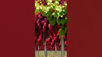 Growing Red Grapes for Sweet Results! #grapenation #wine #vineyard #fruit #garden #gardening #grape
