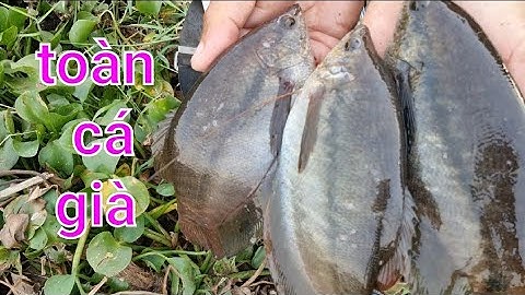 câu cá sặc rằn về làm khô những ngày cuối năm @TAMCARO