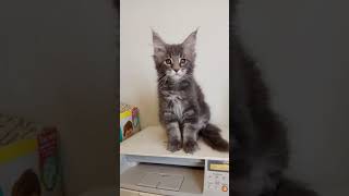 Котик мейн кун Фантом, 3 месяца. Продается. Котик мейн кун Фантом, 3 месяца. Продается.