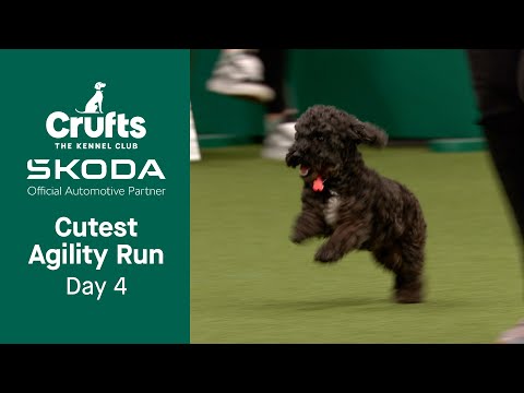 Video: „Pet Scoop“: nuostabūs šunys konkuruoja „Agility Challenge“, šuo išgelbėti iš šiukšliadėžės