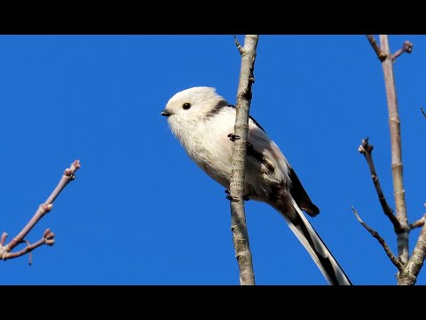 Video: Má nápadný předponu?