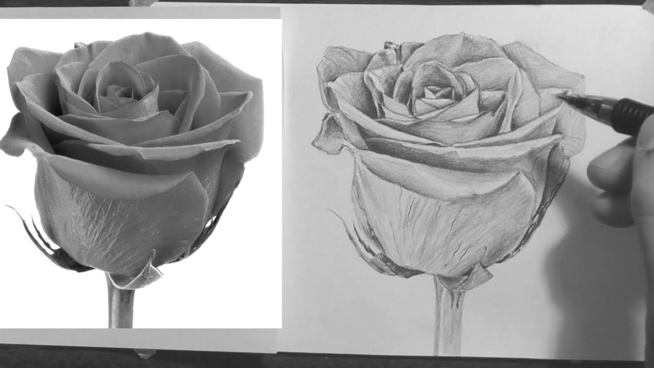 Realistic Black And White Rose Drawing