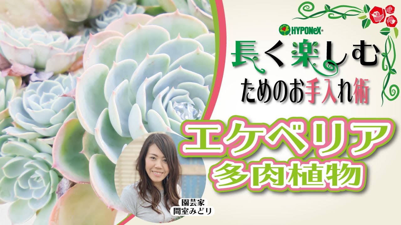 多肉植物の葉がぶよぶよになってしまったときの対処法は 植物とあなたをつなぐplantia