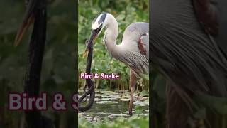 OMG bird Catches Snake # Short # wildlife#aiinhistory