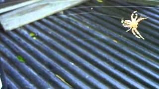 02 Of 06 Spider Spins A Web