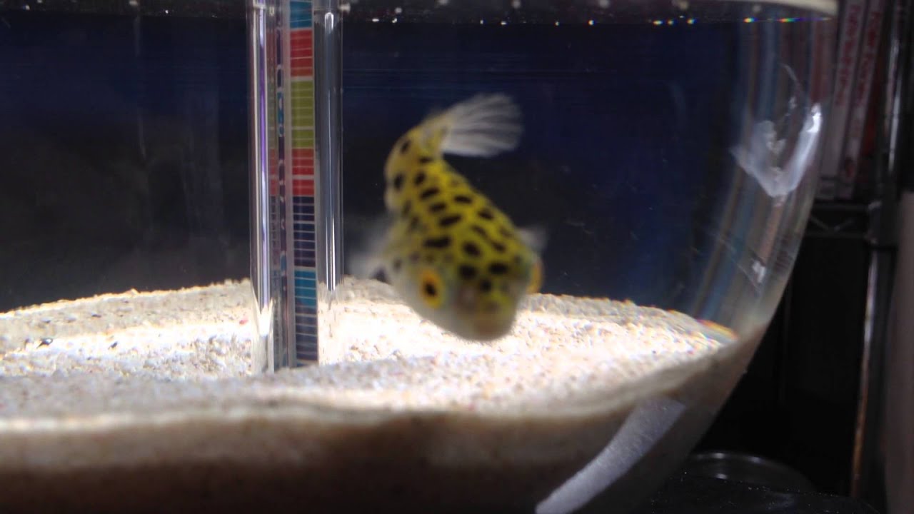 可愛いミドリフグの日常 Cute Youtube