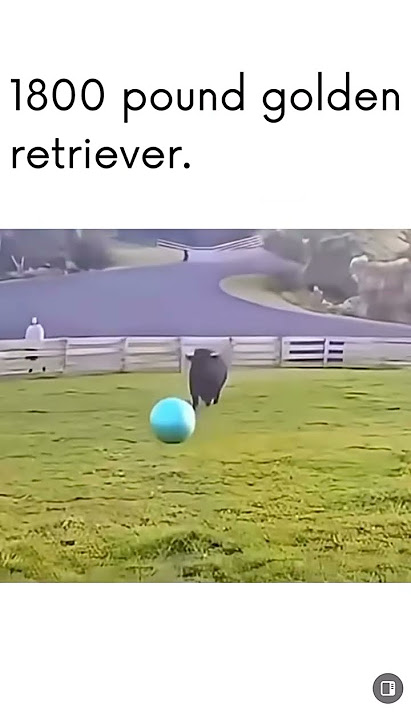 I think its a black Labrador