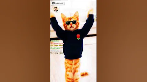 Video 11691561: feline dance, cute cat funny dance, cat dance cute animals, felines show