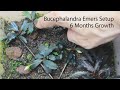 Bucephalandra Emersed Setup & 6 Months Growth