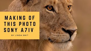 The making of this lion calendar photo | Low light SONY A7IV 70-200GM2 | BTS Kruger Park Satara