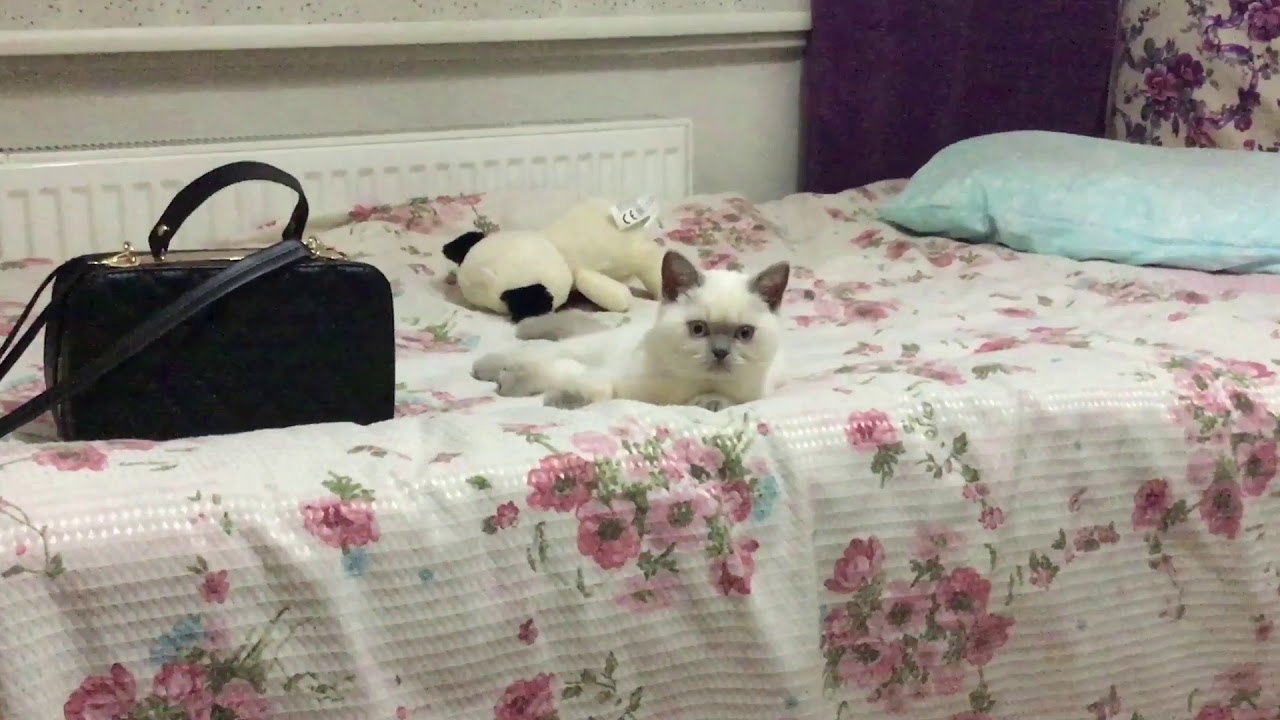 Şaşkın kedi Bulut YouTube