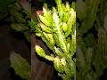 (❤️गांव और Nature🌴)#song #shortsviral