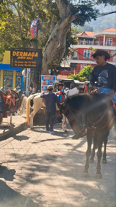 kuda jantan #horse #kuda #stallion