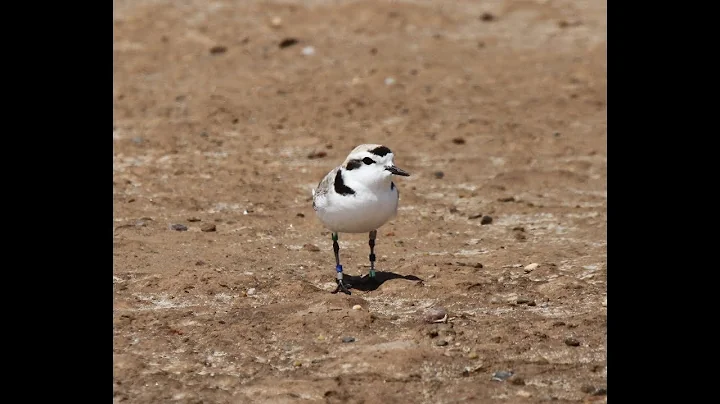 Snowy Plover Research
