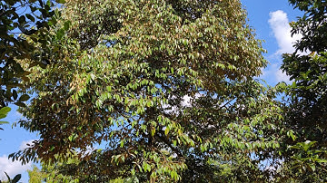 4,548m2 view suối,vườn trái cây nghĩ dưỡng láng lớn,châu đức