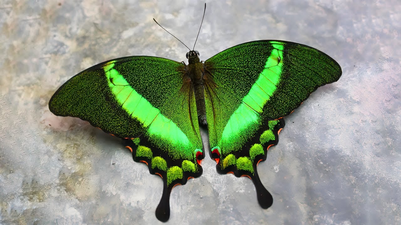 10 Most Beautiful Butterflies on Planet Earth - YouTube
