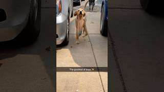 The dog is proud of itself #dog #funny #dunnyvideo #funnyvideos #funnymoment #cutedog #tiktok