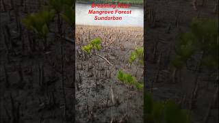 Breathing Root of Mangrove Forest Sundarban Breathing Root of Mangrove Forest Sundarban