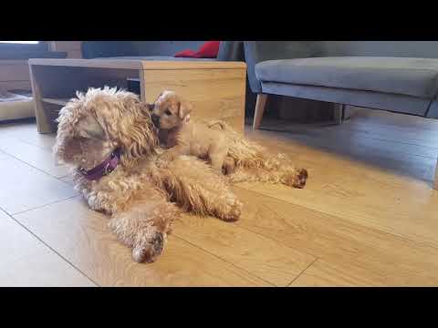 Видео: Обратное чихание против краха трахеи у собак