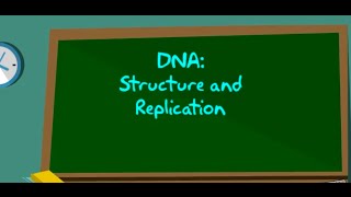 8LS 1.6 DNA Replication