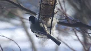 Black capped chickadee (Poecile atricapillus) collecting nesting materials