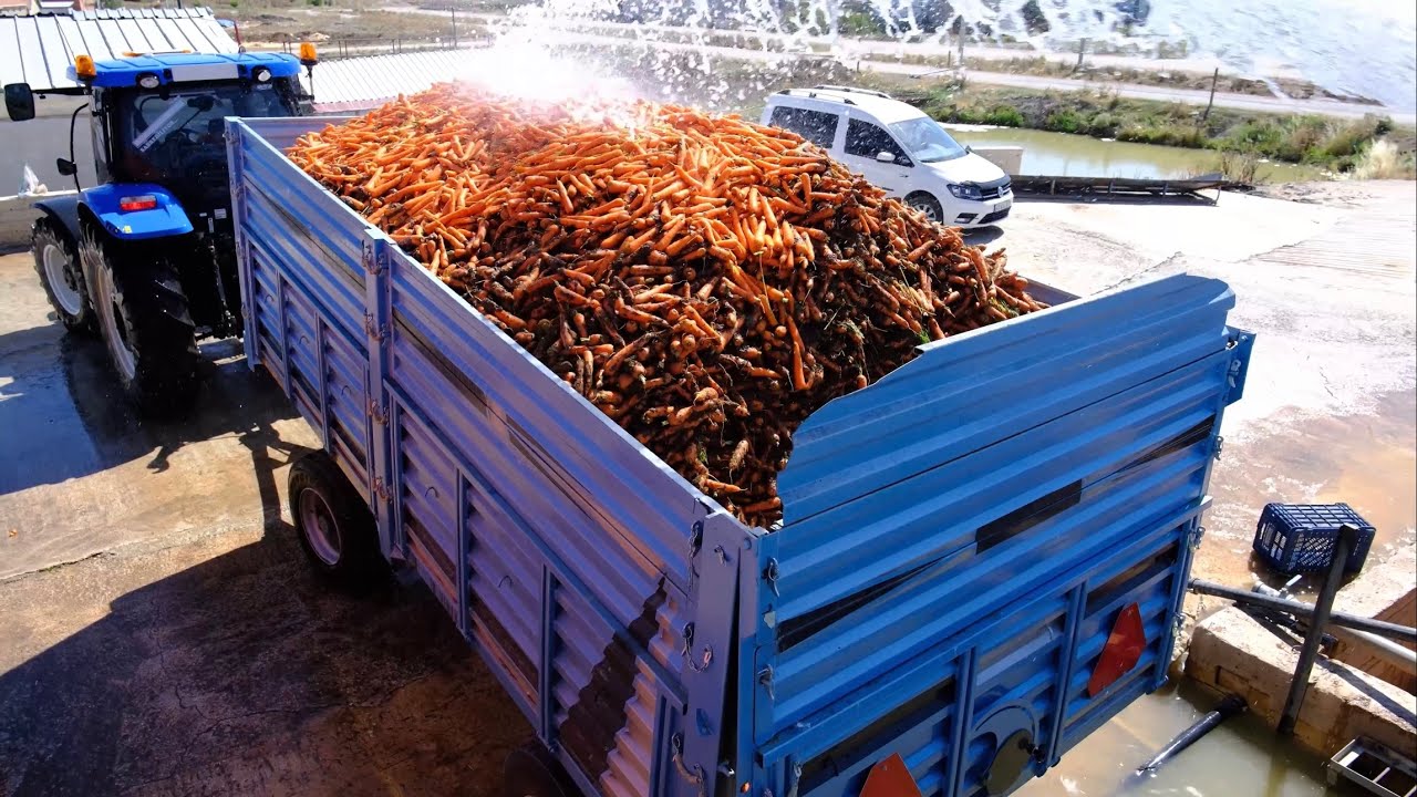 HAVUÇ YIKAMA VE PAKETLEME FABRİKASI