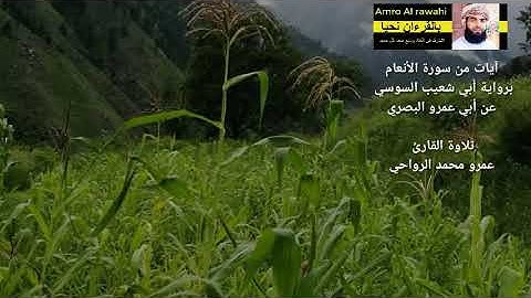 ما تيسر من سورة الأنعام برواية السوسي عن أبي عمرو البصري . تلاوة القارئ عمرو محمد الرواحي