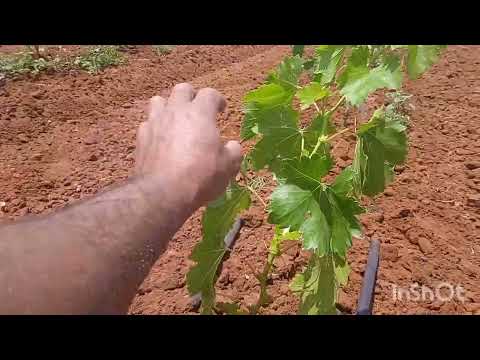 بداية تجهيز قطعة أرضية من عنب موسكا ايطالي بطريقة برغولا